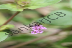 Boerhavia diffusa